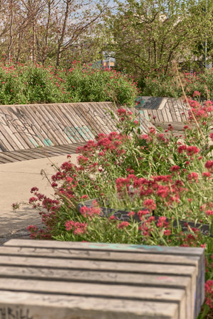Vienna square with wooden planters, some featuring graffiti, filled with lush red Centranthus ruber (valerian) blooms, blending urban texture with vibrant greenery.の写真素材