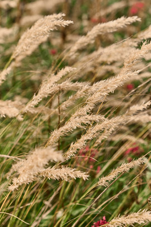 Detailed close-up of Calamagrostis ornamental grass, highlighting its fine texture, natural...
