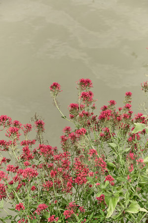 Dense red Centranthus ruber flowers in full bloom, forming lush clusters against a textured beige background, highlighting vibrant garden colors and natural growth.の写真素材