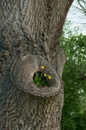 Side perspective of a massive tree hollow with small blooming dandelions. Magical spring nature...