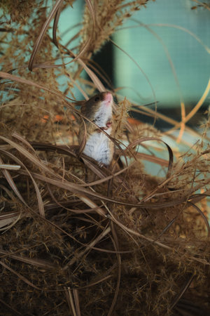 Cute tiny beige mouse with white belly sitting on hind legs among dry grass, looking up. Adorable...