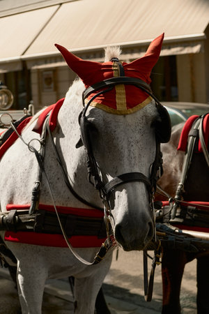 Close-up of a gray horse in red ear bonnet and harness with a bay horse beside it. Traditional carriage ride in the historic center of Vienna, Austria.の写真素材