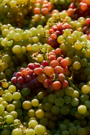 Vertical close-up photo of mixed white and red grape clusters, freshly harvested. Warm autumn...
