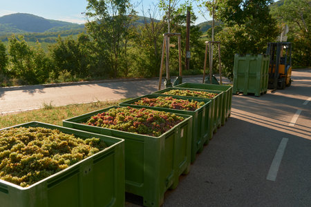 Horizontal photo of large green plastic crates filled with white and red grapes on an asphalt...