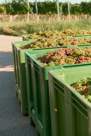 Vertical photo of green crates filled with red and white grapes on an asphalt vineyard road....
