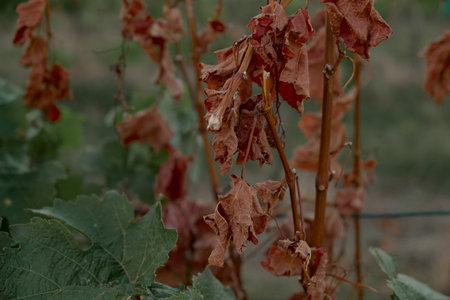 Close-up of dried vineyard leaves with detailed textures, warm autumn tones, and natural patterns,...