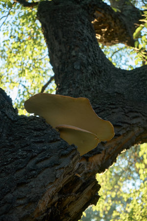 Huge beige beech mushrooms sprouting from a large tree trunk in natural forest surroundings. Rustic...