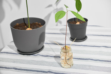 Two avocado plants in pots show their roots clearly, while a small sprouted avocado in a jar sits in the foreground. Light-colored table and white background, cozy indoor gardeningの写真素材