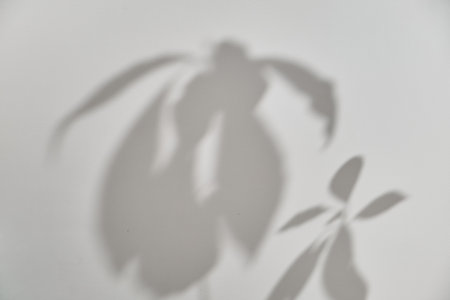 Soft shadows of avocado leaves are cast on a white wall. The sunlight emphasizes the leaf shapes, creating a serene and cozy indoor atmosphere.の写真素材