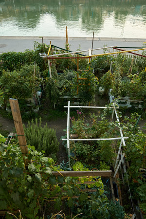 Top view of a lush urban garden filled with vegetables, herbs, and flowers. In the background, the Danube Canal flows, blending green harvest with Vienna's city atmosphere.の写真素材