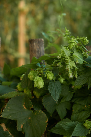 Close-up of fresh green hop cones in an urban garden in Vienna. Detailed texture of cones and leaves...