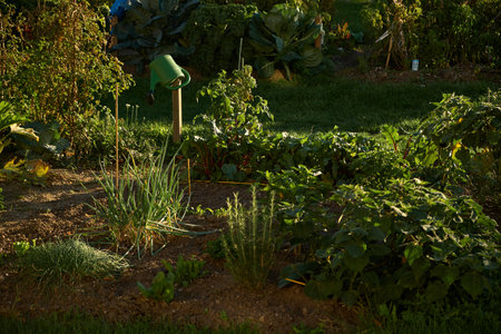 Urban garden plot with green onion, rosemary, beetroot, large cabbage heads, cherry tomato bushes, sunflowers and other crops glowing in warm autumn sunlight.の写真素材