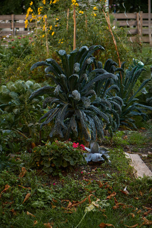 Urban garden in autumn sunlight featuring a large kale bush in the center, with a vibrant pink geranium beside it, surrounded by other plants and vegetables growing in soil.の写真素材
