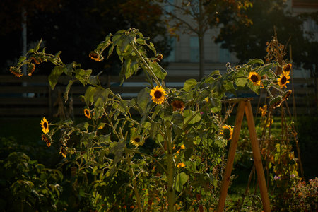 Autumn urban garden featuring a huge sunflower bush with numerous blossoms, bathed in warm golden sunset light, capturing cozy and vibrant city garden vibes.の写真素材