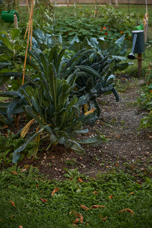 Urban garden in autumn with lush kale bushes, green grass scattered with dry leaves, and warm sunlight, capturing the cozy, seasonal atmosphere of a city garden.の写真素材