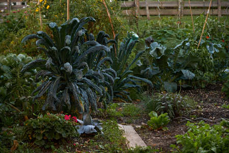 Autumn urban garden with a variety of cabbages, including kale, surrounded by many other vegetables, herbs, and edible plants growing in soil under warm sunlight.の写真素材