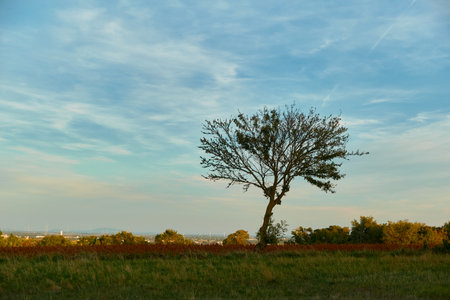 Wide horizontal shot of a nearly leafless tree in the center, with vibrant orange field and clear blue sky. Autumn sunlight creates warm, peaceful countryside vibe.の写真素材