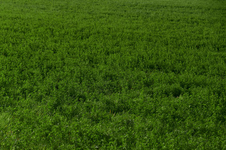 Wide horizontal shot of fertile field covered with lush green grass. Autumn farmland prepared for winter, symbolizing seasonal change and natural countryside beauty.の写真素材