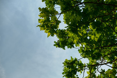 Close-up of oak branches with fresh green leaves against a bright blue sky. Sunny day nature scene capturing the beauty of trees and foliage in detail.の写真素材