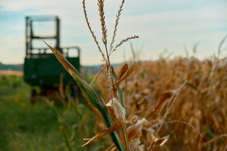 Wide horizontal shot of a cornfield with golden tassels and green leaves. A green tractor is softly blurred in the background, highlighting agricultural harvest scene.の写真素材