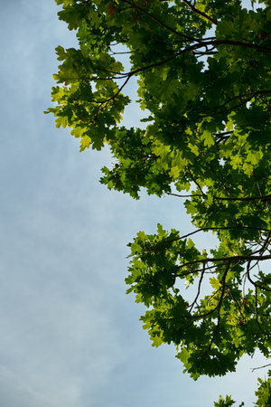 Vertical shot of oak branches with fresh green leaves set against a bright blue sky. Sunny day nature scene highlighting foliage and the beauty of trees in detail.の写真素材
