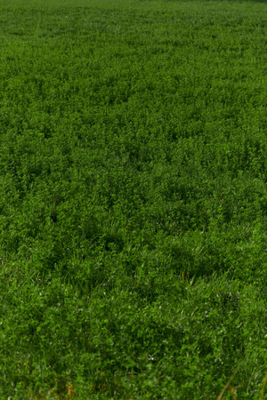 Full frame covered with lush green grass in a fertile field. Autumn landscape showing farmland prepared for winter, symbol of natural growth and seasonal change.の写真素材