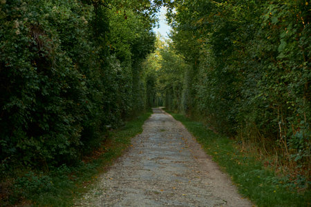 Path lined with yellow autumn leaves, surrounded by green shrubs and trees. Early autumn scene with peaceful countryside atmosphere and natural sunlight.の写真素材