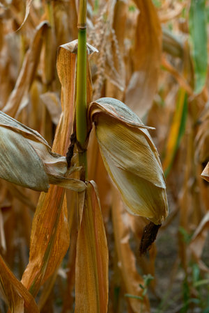 Vertical shot of dry corn stalks with cobs wrapped in withered leaves. Autumn harvest scene with golden-brown tones, perfect for farming, rural, or seasonal projects.の写真素材