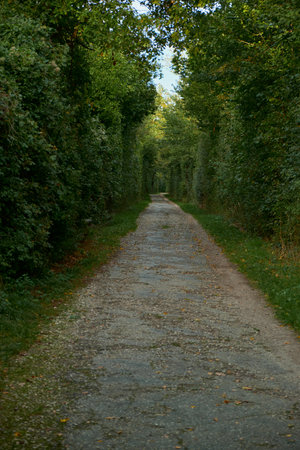 Vertical shot of gravel path lined with green shrubs and trees. Early autumn scene creates a peaceful natural corridor.の写真素材