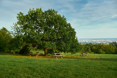 Panoramic horizontal view of a majestic oak tree surrounded by benches and picnic tables on a lush meadow. Autumn leaves and distant city create scenic countryside.の写真素材