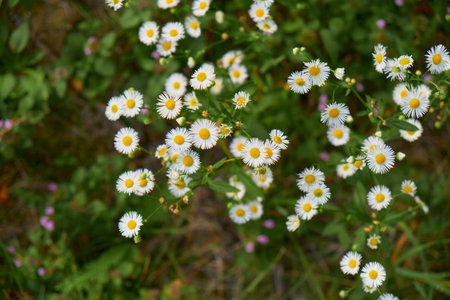 Close-up top view of white small-petal flowers with bright yellow centers. Soft green foliage and blurred flowers in the background create a peaceful, vibrant scene.の写真素材