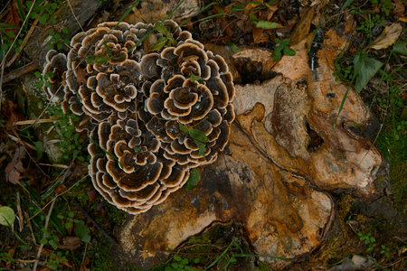 Top view of lacy Trametes mushroom growing on a tree stump with natural patterns. Autumn atmosphere highlights intricate textures and mesmerizing woodland beauty.の写真素材