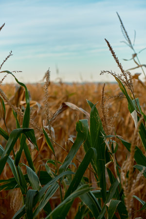 Close-up of green corn leaves with golden tassels under clear blue sky. Perfect agricultural or agrobusiness image, showcasing healthy crops and autumn field textures.の写真素材