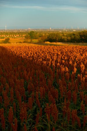 Wide view of sunlit sorghum field with vibrant orange tassels. Distant yellow fields, scattered trees, wind turbines, and blue sky create scenic autumn countryside panorama.の写真素材