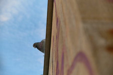 A pigeon perched on a wall looks down against a bright blue sky. Urban wildlife and architectural details create a cozy, natural atmosphere in a city setting.の写真素材