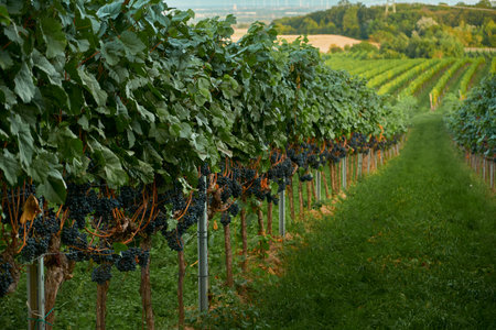 Horizontal shot of a vineyard row with ripe grapes ready for harvest. Green grass grows between the rows, highlighting the lush, vibrant colors and perfect vineyard symmetry.の写真素材