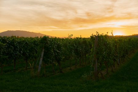 Horizontal shot of vineyards with bright yellow sunset sky. Green grass grows between vineyard rows, highlighting the textures of the landscape and serene natural beauty.の写真素材