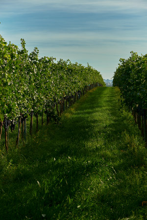 View between vineyard rows of red grapes with lush green grass beneath, under a blue sky and warm sunlight. Captures vibrant harvest season and serene vineyard atmosphere.の写真素材