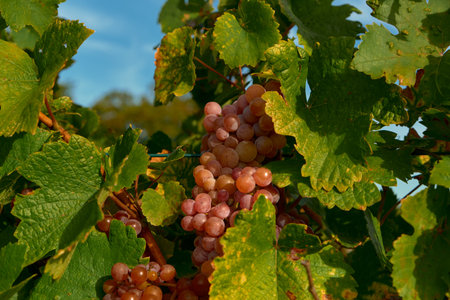 Close-up of a pink grape cluster among leaves that are just beginning to yellow. A small patch of blue sky adds depth, highlighting the early autumn harvest and vibrant vineyard coの写真素材