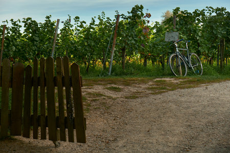Low wooden gate opens to a vineyard with neatly arranged rows of grapevines. A parked bicycle leans nearby, adding a rustic and cozy rural atmosphere.の写真素材