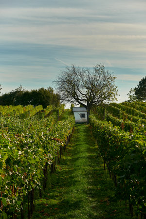 Horizontal shot of vineyard rows with lush green grass, leading towards an old white building with a small window. Highlights serene rural landscape and symmetry of the vineyard.の写真素材