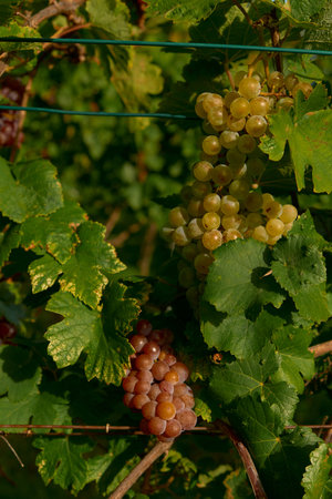 Close-up of white and pink cluster grapes among vibrant leaves under warm sunlight. Highlights juicy grapes, vineyard textures, and cozy early autumn harvest atmosphere.の写真素材