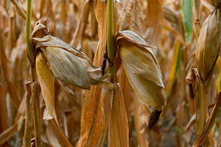Close-up of dry corn stalks with cobs wrapped in withered leaves. Autumn harvest scene shows natural textures and golden-brown tones, perfect for farming projects.の写真素材