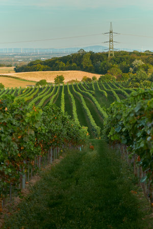 Green grass path between vineyard rows, leading to a yellow wheat field. A deer stands quietly among the vines, adding warmth and countryside charm.の写真素材
