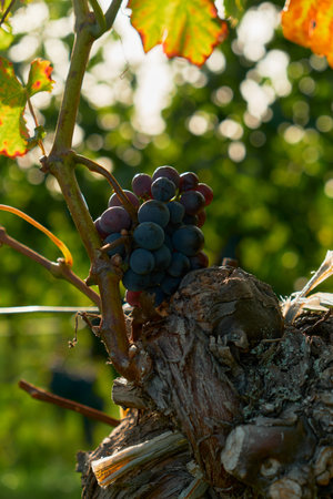 Close-up of a red grape cluster resting on the curve of a thick vine. Captures autumn harvest atmosphere, vibrant colors, and natural vineyard textures.の写真素材