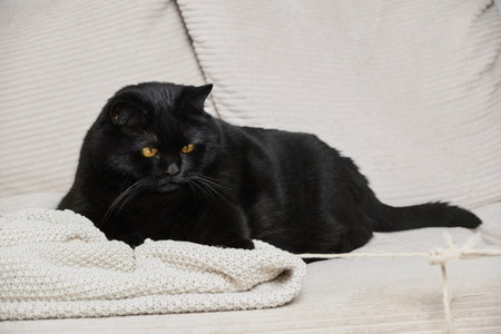 A luxurious black cat lounges on a knitted blanket on a creamy sofa. With elegant paws and a beautiful face, he gazes attentively ahead in a cozy, calm atmosphere.の写真素材