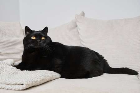 A flawless black cat lounges on a creamy sofa with a matching knitted blanket, gazing upward. Bright, cozy, and elegant atmosphere with calm, peaceful vibes.の写真素材
