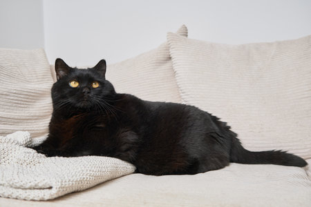An elegant black cat rests on a creamy sofa with a matching knitted blanket, looking upward. Bright, cozy home atmosphere with calm, peaceful, and refined vibes.の写真素材