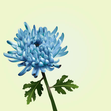 Blue Chrysanthemum Vector Illustrationのイラスト素材