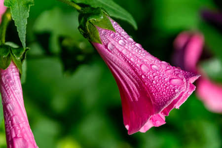 Wonderful flower for a morning moodの写真素材